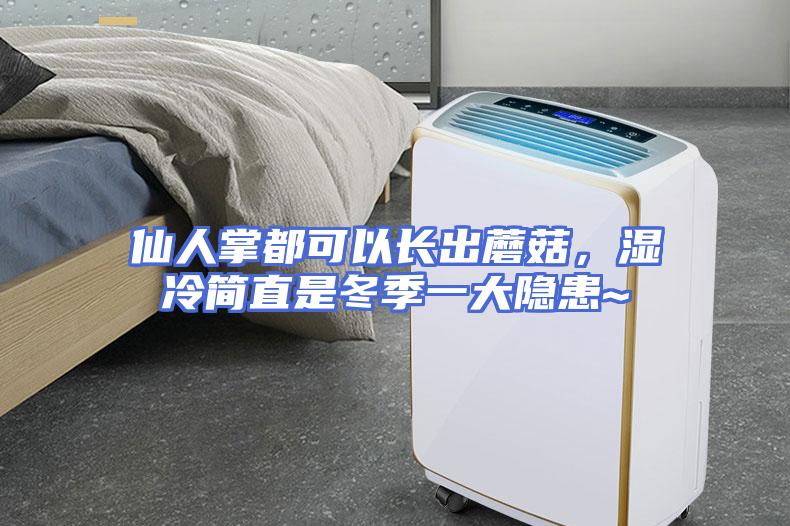 仙人掌都可以长出蘑菇，湿冷简直是冬季一大隐患~