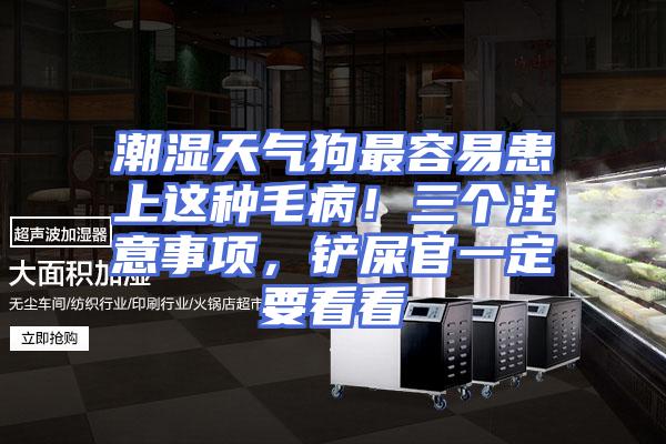潮湿天气狗最容易患上这种毛病！三个注意事项，铲屎官一定要看看