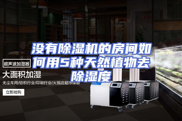 没有除湿机的房间如何用5种天然植物去除湿度