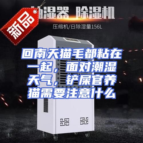 回南天猫毛都粘在一起，面对潮湿天气，铲屎官养猫需要注意什么