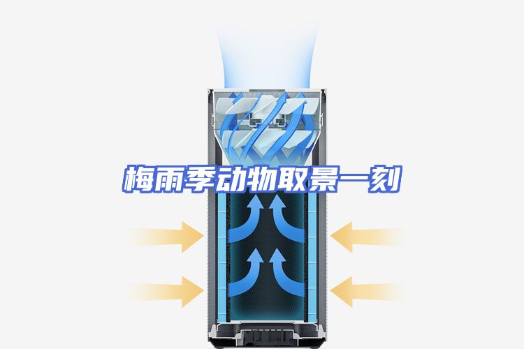 梅雨季动物取景一刻