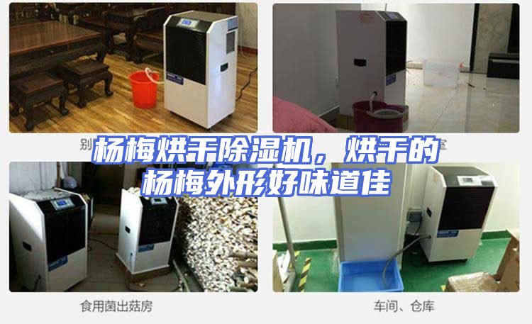 杨梅烘干除湿机，烘干的杨梅外形好味道佳