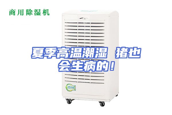 夏季高温潮湿 猪也会生病的！