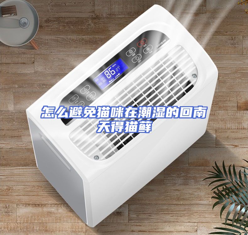 怎么避免猫咪在潮湿的回南天得猫藓