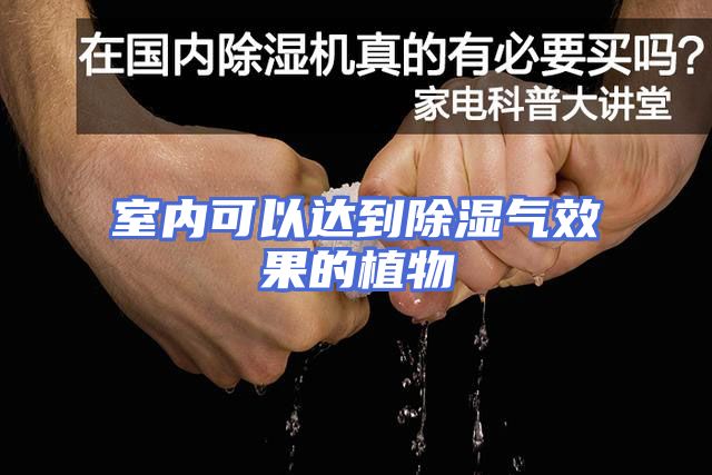 室内可以达到除湿气效果的植物