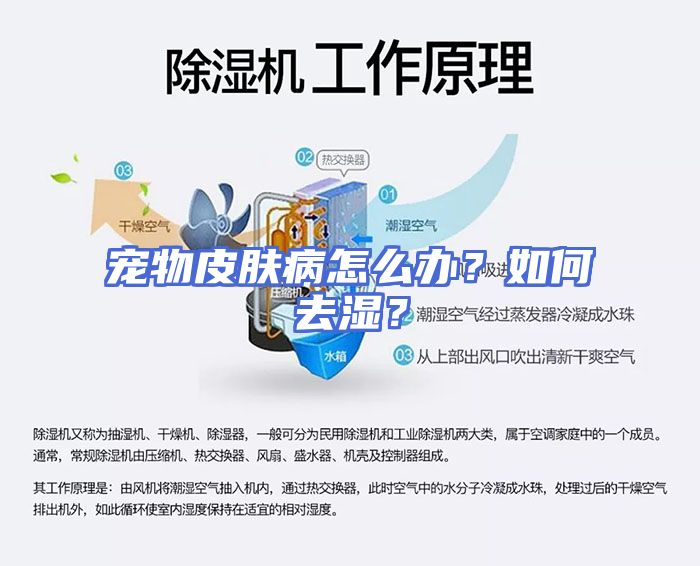 宠物皮肤病怎么办？如何去湿？