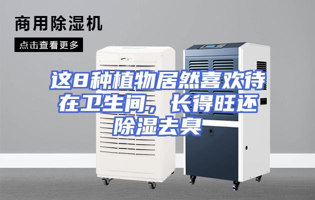 这8种植物居然喜欢待在卫生间，长得旺还除湿去臭