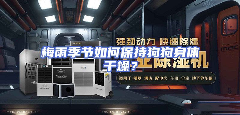 梅雨季节如何保持狗狗身体干燥？