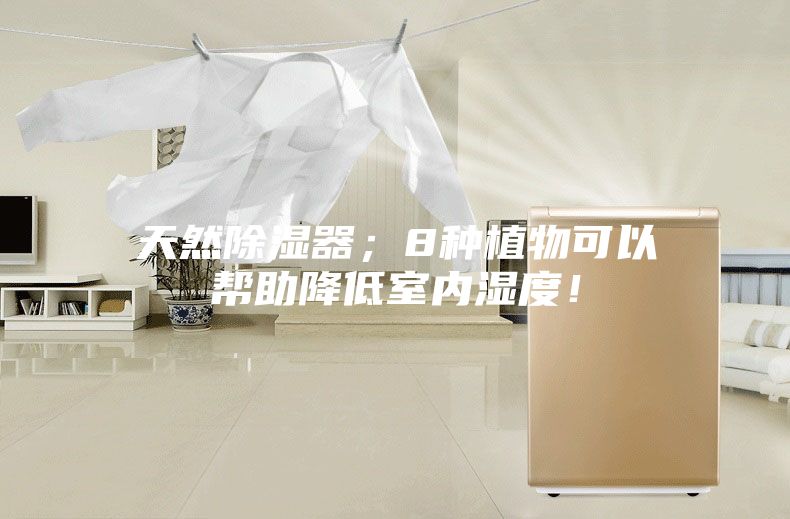天然除湿器；8种植物可以帮助降低室内湿度！
