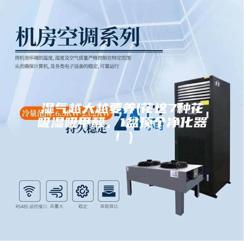 湿气越大越要养(花这7种花吸湿吸甲醛，1盆顶个净化器！)