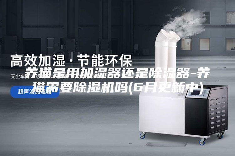 养猫是用加湿器还是除湿器-养猫需要除湿机吗(6月更新中)