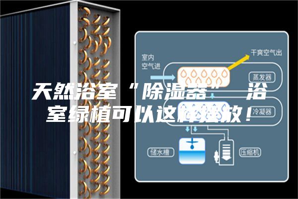 天然浴室“除湿器” 浴室绿植可以这样摆放！