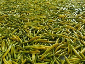 知识百科无硫金针菜烘干如何保持品相？不发黑？