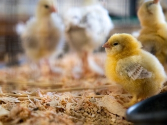 企业新闻孵化场为什么需要工业加湿器？