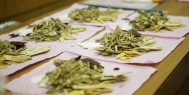 烘干机助力中药材烘干