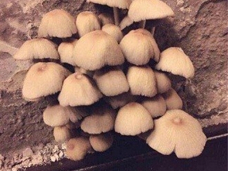 行业新闻蘑菇食用菌除湿机加湿案例