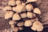 蘑菇食用菌除湿机加湿案例