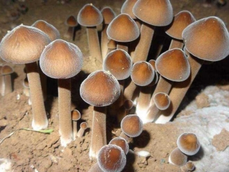 企业新闻加湿器控湿让食用菌健康成长