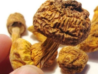 常见问题巴西菇、姬松茸烘干机-怎样烘干色泽好且菇体褶片完整？