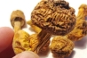 巴西菇、姬松茸烘干机-怎样烘干色泽好且菇体褶片完整？