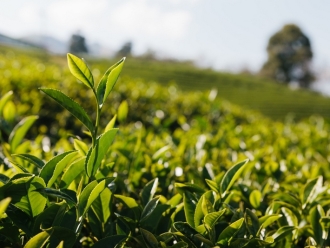 行业新闻使用除湿机摊青，打破天气束缚