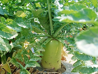 行业新闻巧用萝卜烘干机制作香辣脆的萝卜干