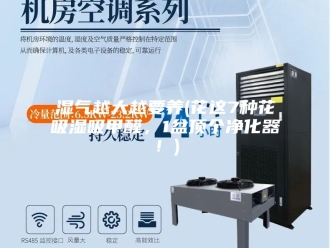知识百科湿气越大越要养(花这7种花吸湿吸甲醛，1盆顶个净化器！)