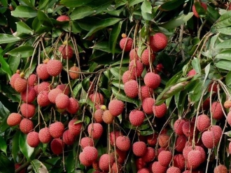 行业新闻如何选择荔枝烘干机改善荔枝干果？