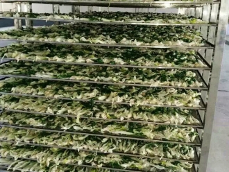 常见问题菜干需求一直都很大，蔬菜烘干机很有市场