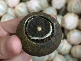 知识百科新会柑普洱茶功效与柑普茶烘干机设置