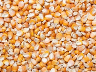 常见问题除湿机预防玉米发霉避免家畜中毒_除湿机厂家