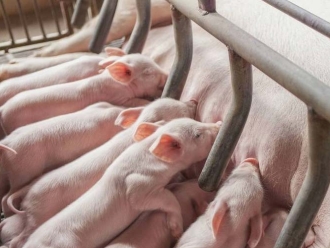 企业新闻健康和经济：肉猪养殖环境除湿