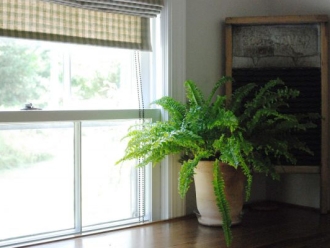 行业新闻没有除湿机的房间如何用5种天然植物去除湿度